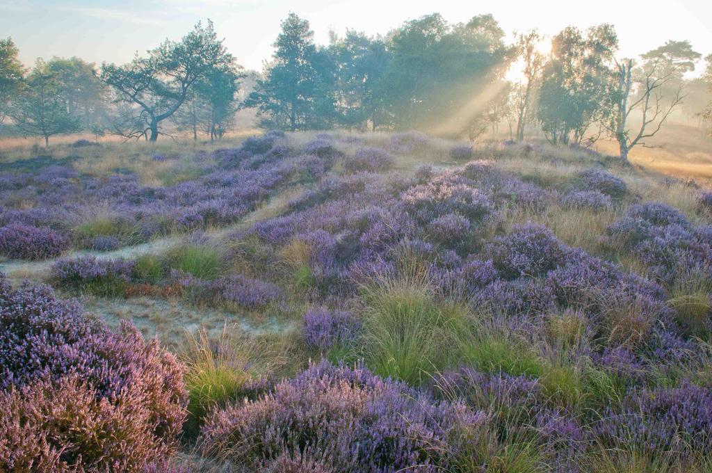 Landhuisjes Bij De Wouterbron Opglabbeek エクステリア 写真
